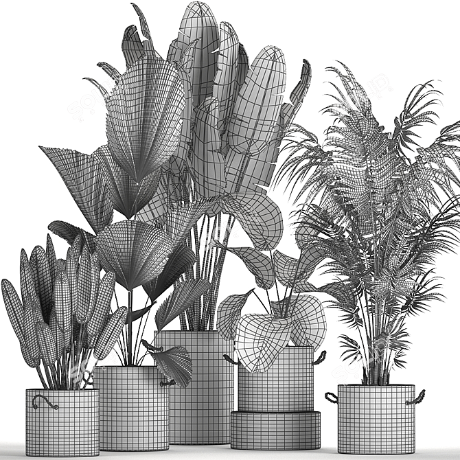 Exotic Plant Collection in Black Pots 3D model image 5