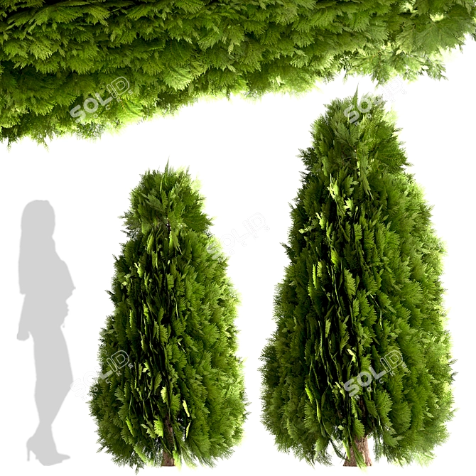 10 Stunning Thuja Occidentalis Trees 3D model image 2