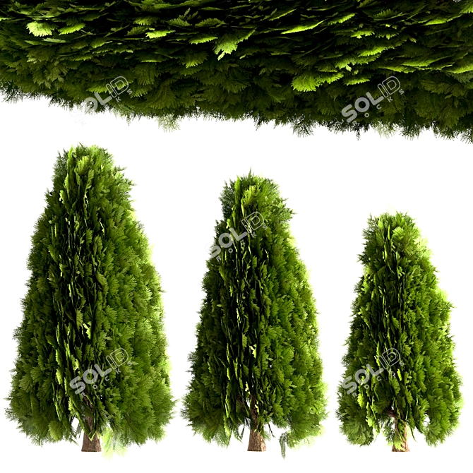 10 Stunning Thuja Occidentalis Trees 3D model image 3