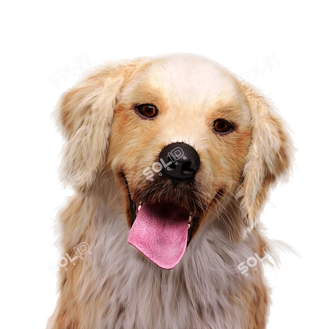 Golden Retriever: Beautiful Hunting Dog 3D model image 2