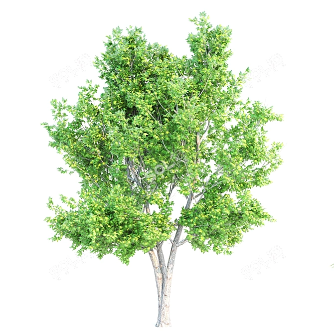 Tall and Majestic Maple Trees 3D model image 4