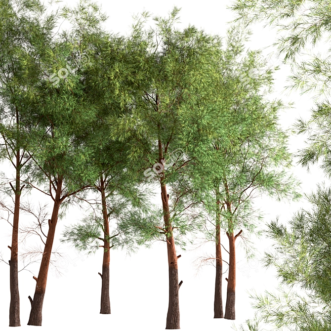 Scots Pine Tree Set: Pinus Sylvestris 3D model image 2