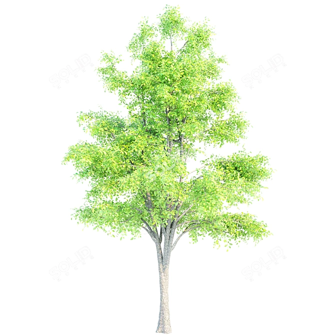 Elegant Ash Trees Trio 3D model image 4