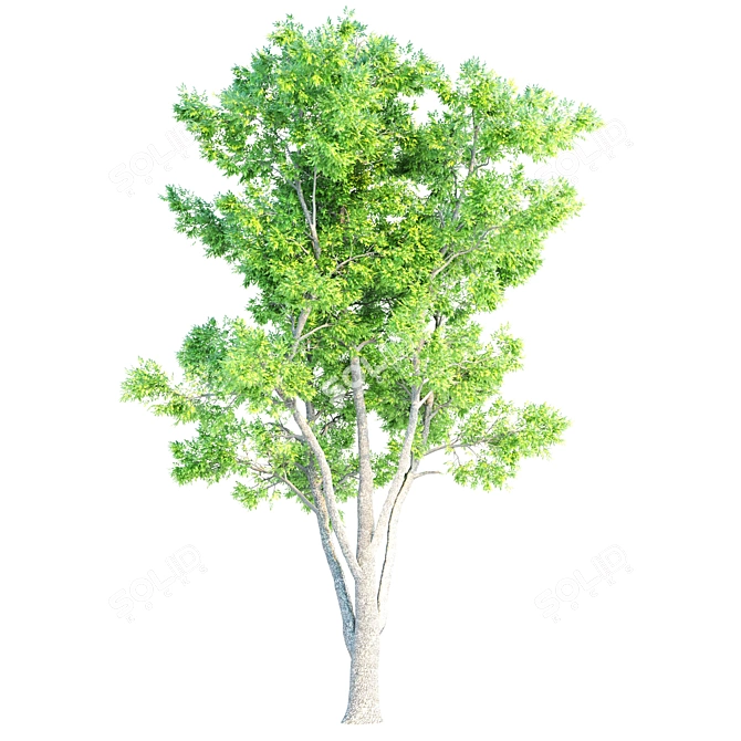 Elegant Ash Trees Trio 3D model image 5
