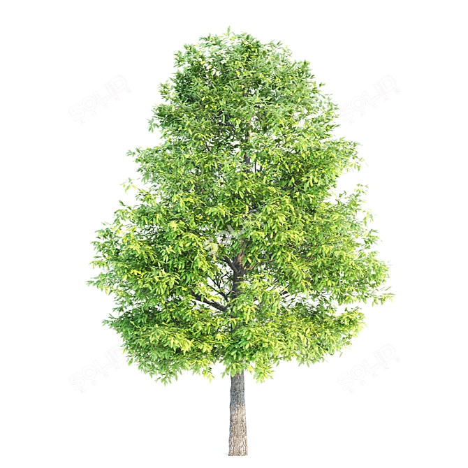 Exquisite Set of 3 Majestic Trees 3D model image 3