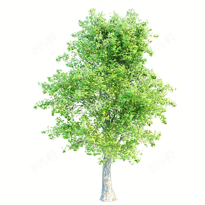 Exquisite Set of 3 Majestic Trees 3D model image 4
