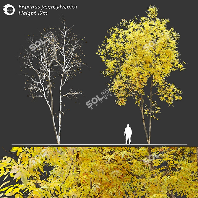 Winter & Autumn Fraxinus Tree: Separated Parts, Corona Material Library 3D model image 1