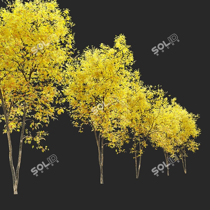 Winter & Autumn Fraxinus Tree: Separated Parts, Corona Material Library 3D model image 3