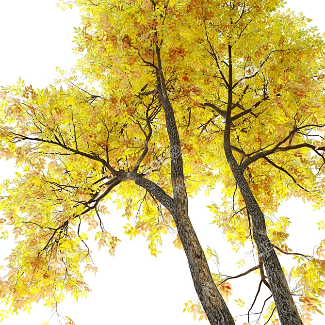 Winter & Autumn Fraxinus Tree: Separated Parts, Corona Material Library 3D model image 4