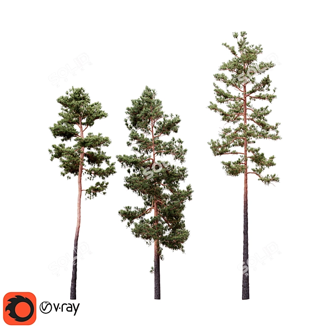 Syluestriformis Pine Set 2/3 3D model image 1