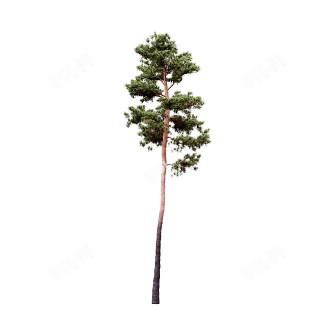 Syluestriformis Pine Set 2/3 3D model image 2