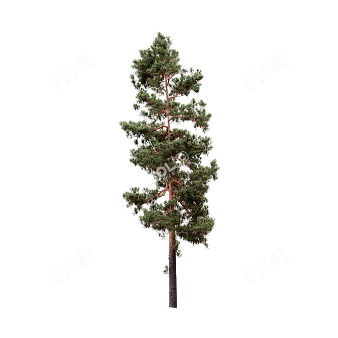 Syluestriformis Pine Set 2/3 3D model image 3