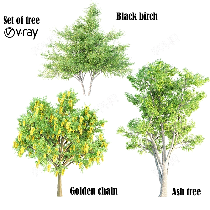 Exquisite Set of 21-Vray Tree Collection 3D model image 1