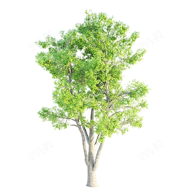 Exquisite Set of 21-Vray Tree Collection 3D model image 2