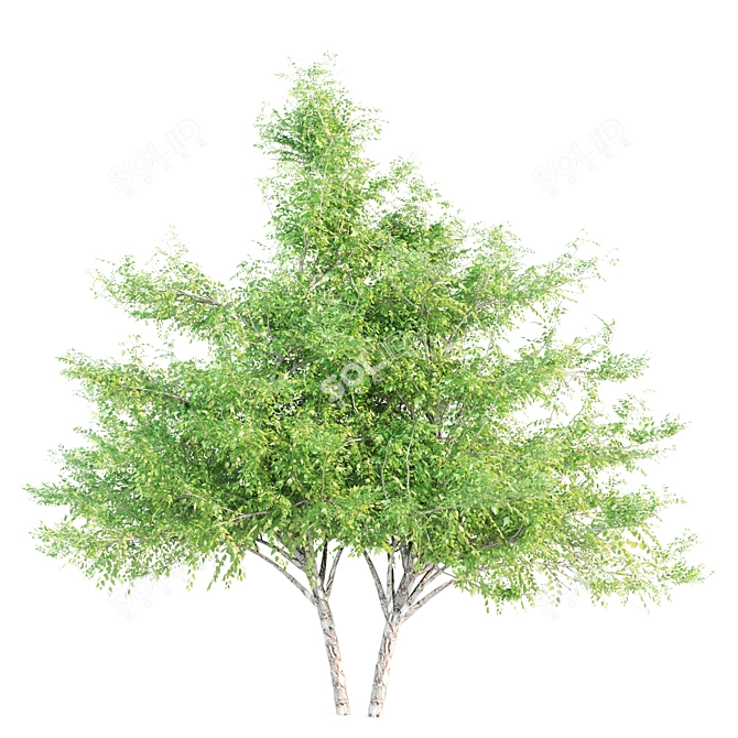 Exquisite Set of 21-Vray Tree Collection 3D model image 4