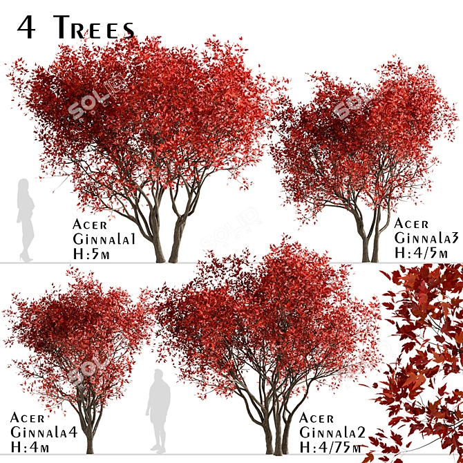 Amur Maple Tree Set (4-Pack) 3D model image 1