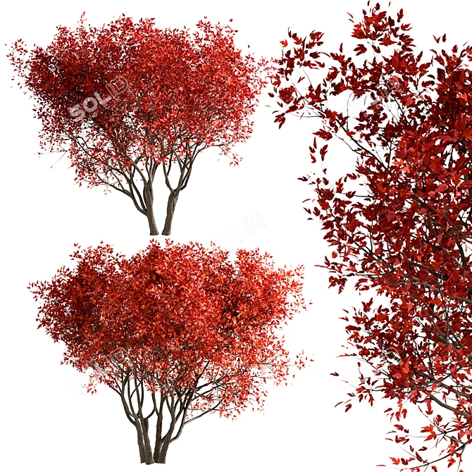 Amur Maple Tree Set (4-Pack) 3D model image 3