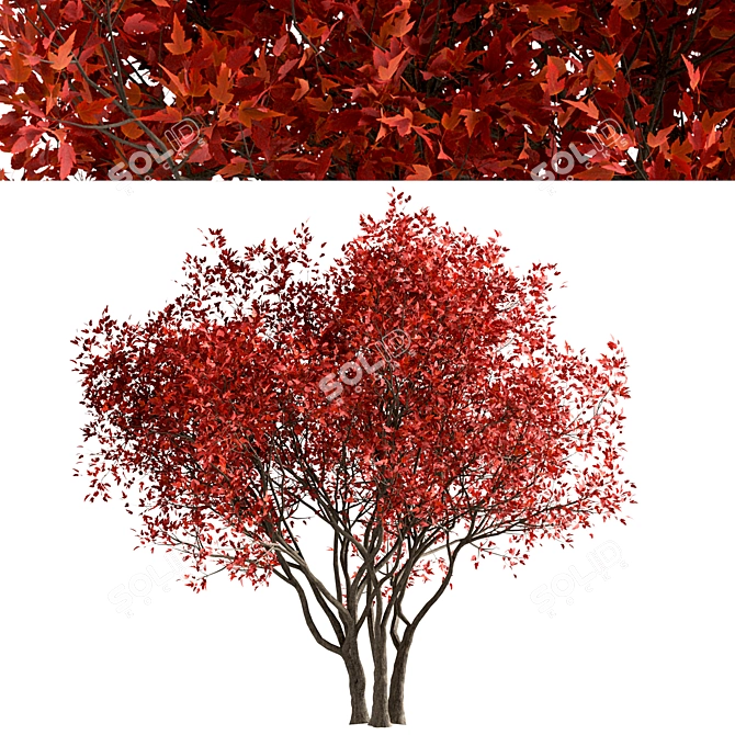 Amur Maple Tree Set (4-Pack) 3D model image 4