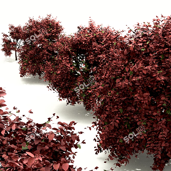 Vibrant Berberis Ottawensis Bushes for your Garden 3D model image 2