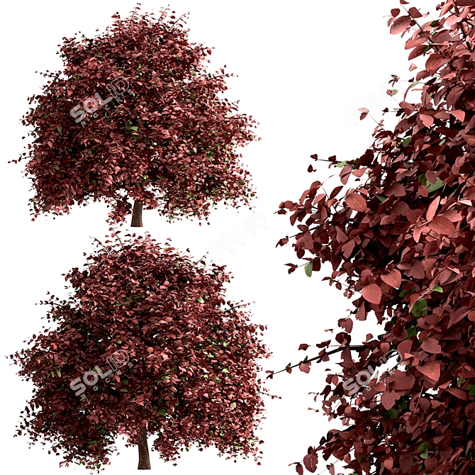Vibrant Berberis Ottawensis Bushes for your Garden 3D model image 3