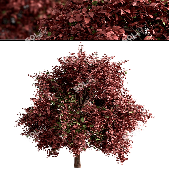 Vibrant Berberis Ottawensis Bushes for your Garden 3D model image 4