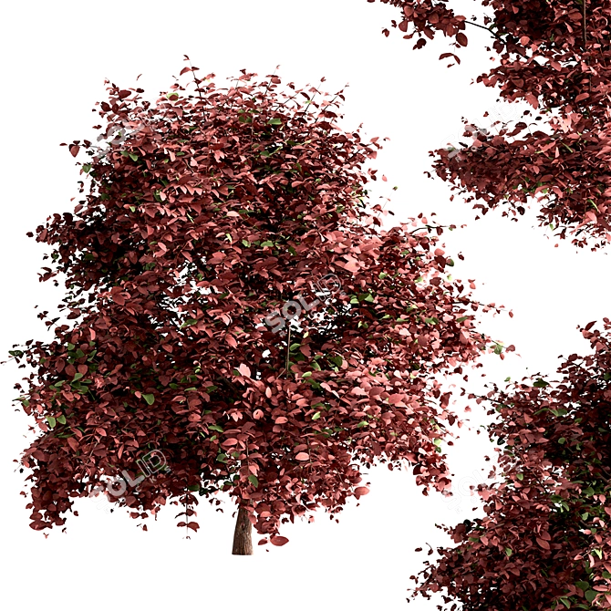 Vibrant Berberis Ottawensis Bushes for your Garden 3D model image 5