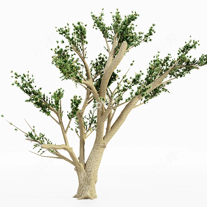 Cedar Of Lebanon 5-Tree Collection 3D model image 2