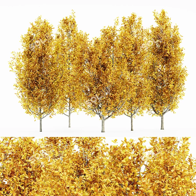 Luxury Fall Forest: Set of 5 Cypress Oak Trees 3D model image 1