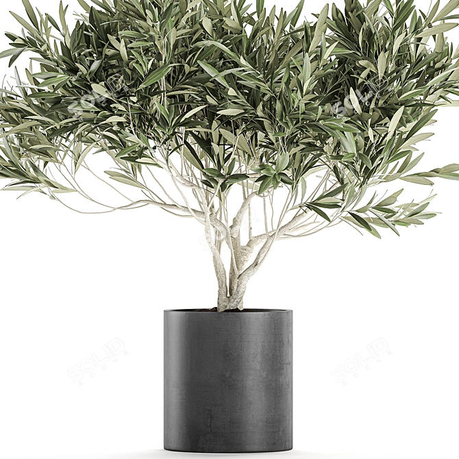 Exotic Plant Collection: Decorative Olive Tree in Black Vase 3D model image 3