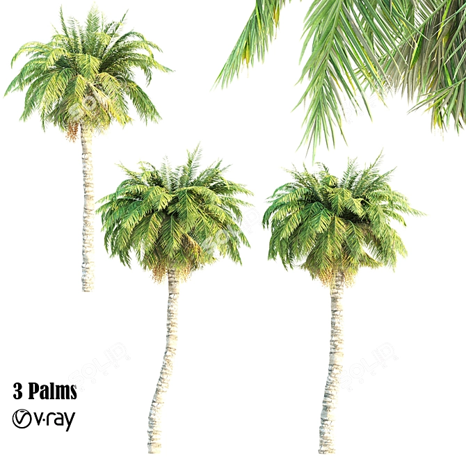 Triple Palm Collection: 7.14m, 7.6m, & 8.1m 3D model image 1