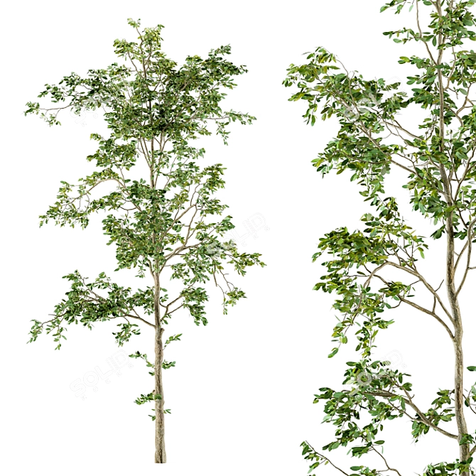 Lush Leafy Oasis - Spring Set 3D model image 3