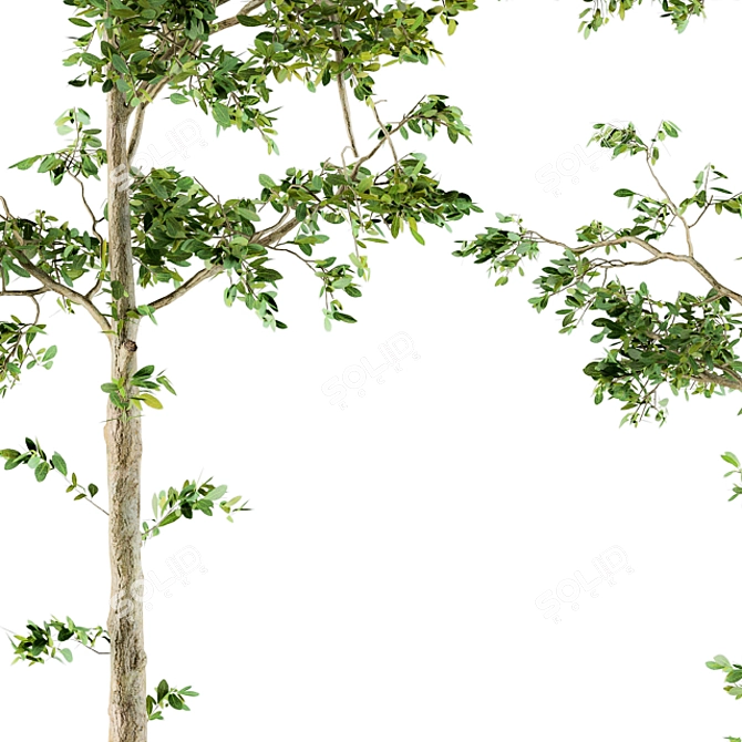 Lush Leafy Oasis - Spring Set 3D model image 4