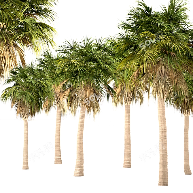 Triple Sabal Palm Tree Set - Lush Cabbage Palms 3D model image 2