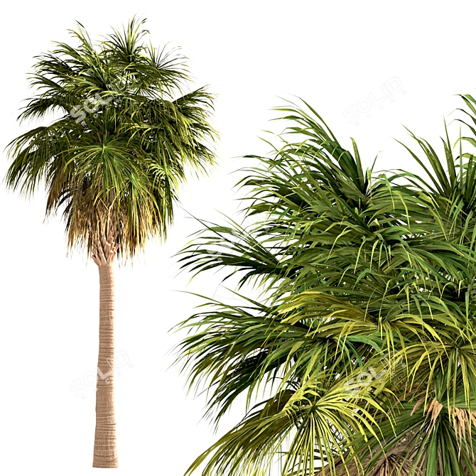 Triple Sabal Palm Tree Set - Lush Cabbage Palms 3D model image 5