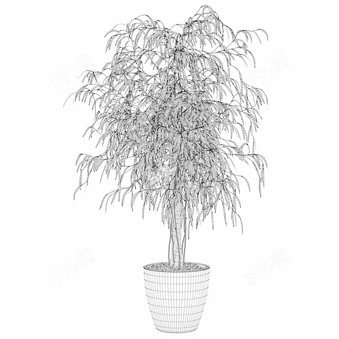 Ficus Ali - Exquisite Indoor Plant 3D model image 2