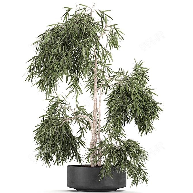 Exotic Tropical Olive Tree: Indoor/Outdoor Decor 3D model image 1