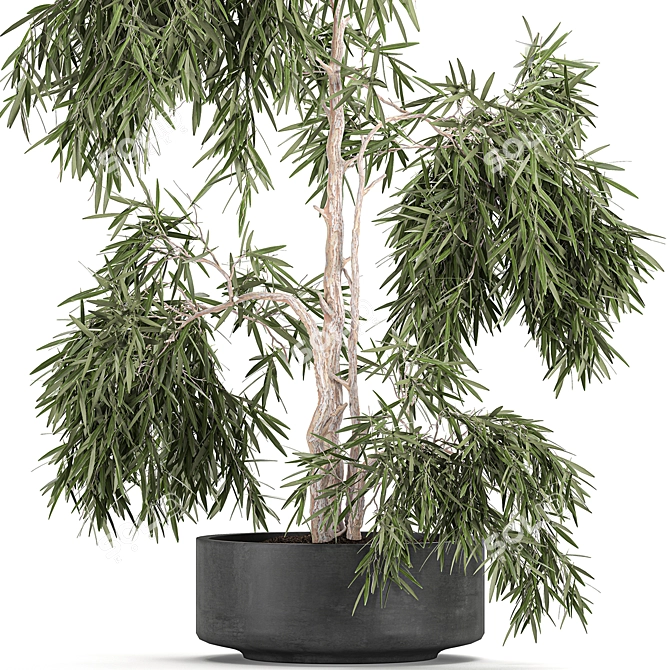 Exotic Tropical Olive Tree: Indoor/Outdoor Decor 3D model image 2