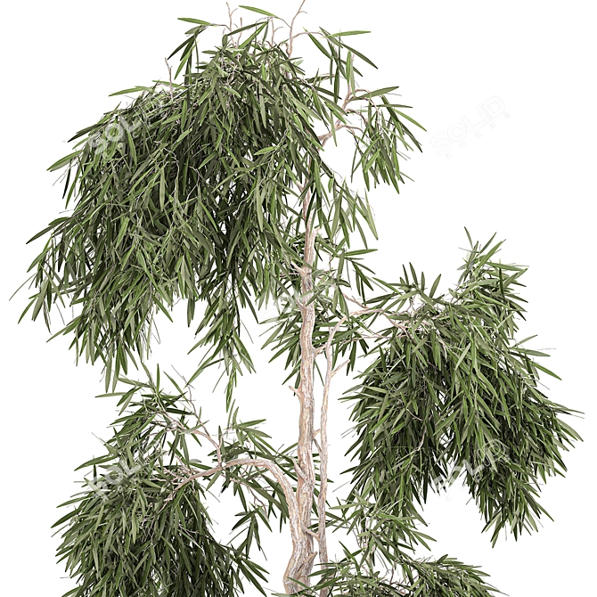 Exotic Tropical Olive Tree: Indoor/Outdoor Decor 3D model image 3