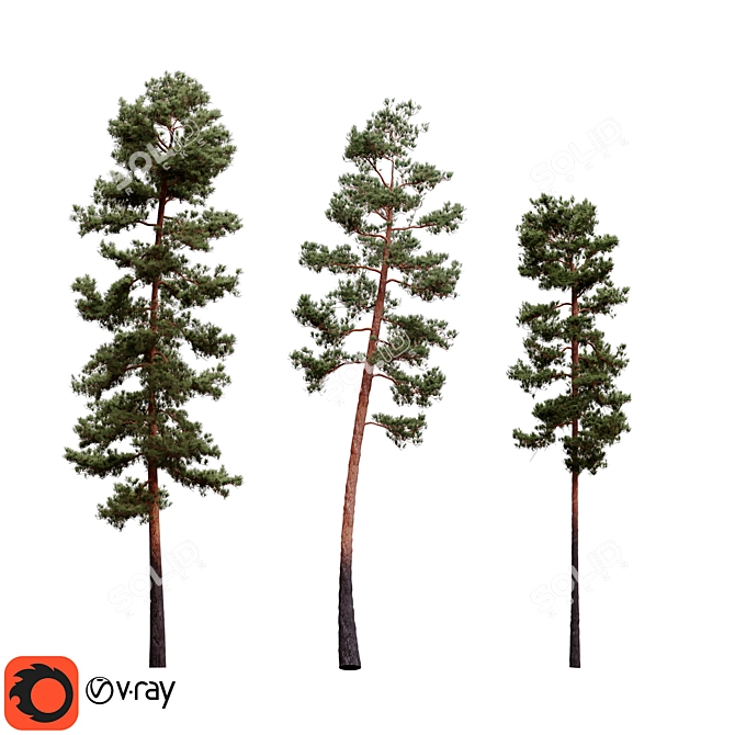 Pinus Sylvestriformis 3-Piece Set 3D model image 1