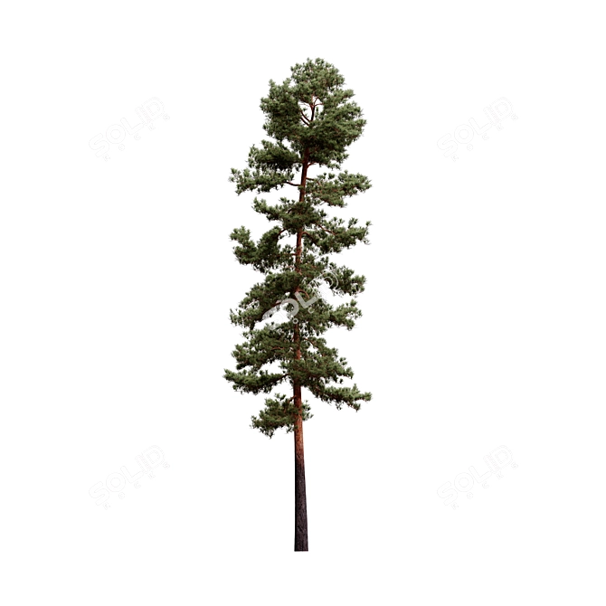 Pinus Sylvestriformis 3-Piece Set 3D model image 2