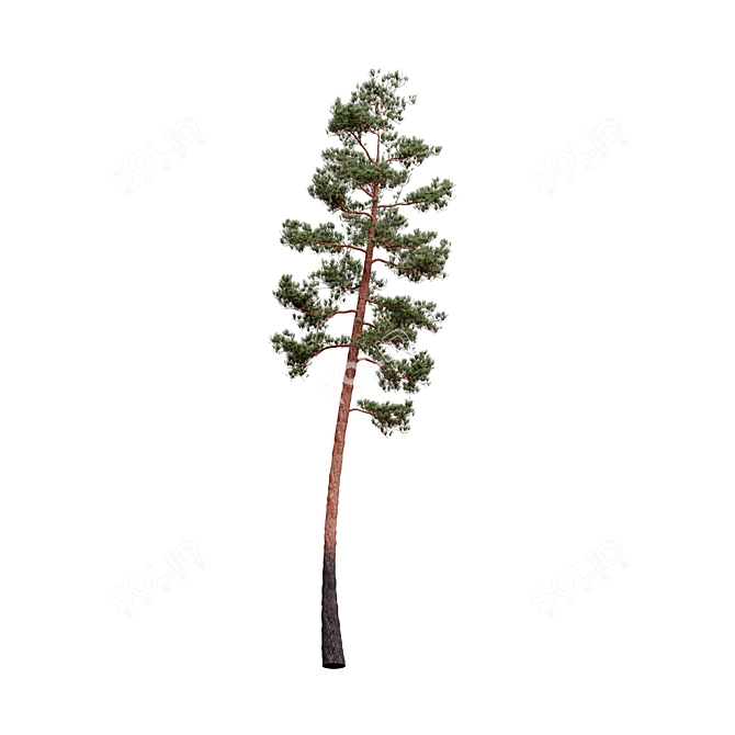 Pinus Sylvestriformis 3-Piece Set 3D model image 3