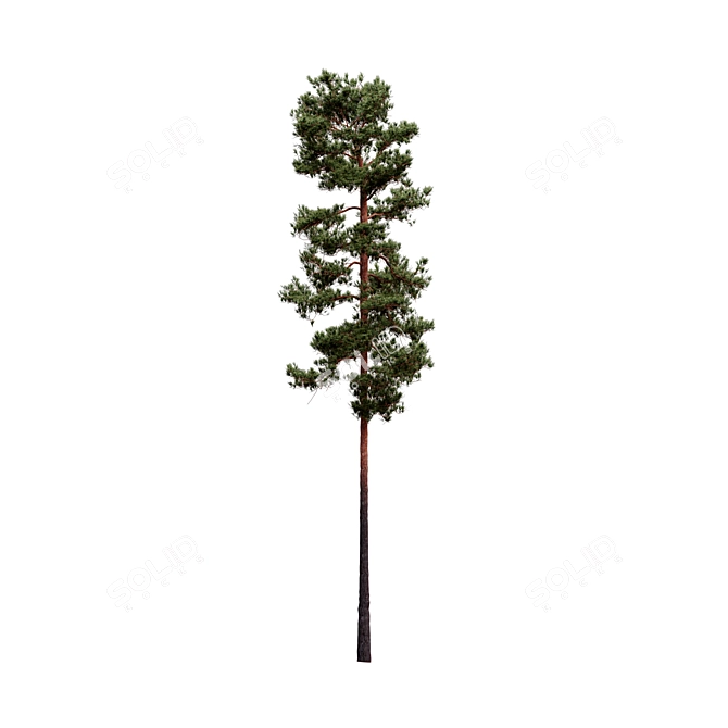 Pinus Sylvestriformis 3-Piece Set 3D model image 4