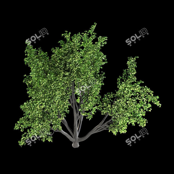 Spring Blossom Maple Tree 3D model image 2