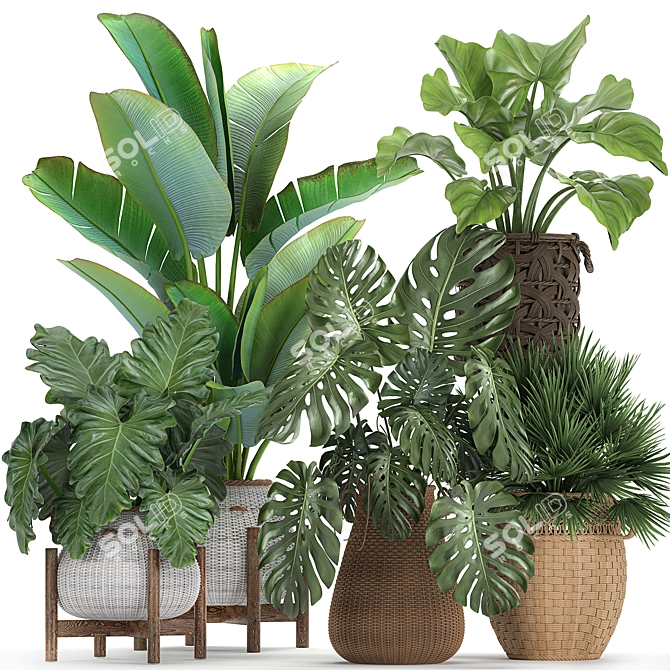 Exotic Rattan Plant Collection 3D model image 1
