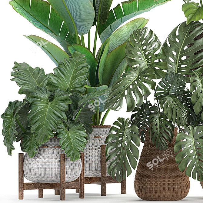 Exotic Rattan Plant Collection 3D model image 2
