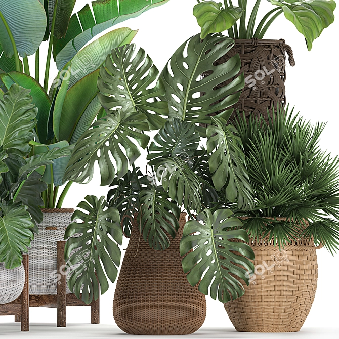 Exotic Rattan Plant Collection 3D model image 3