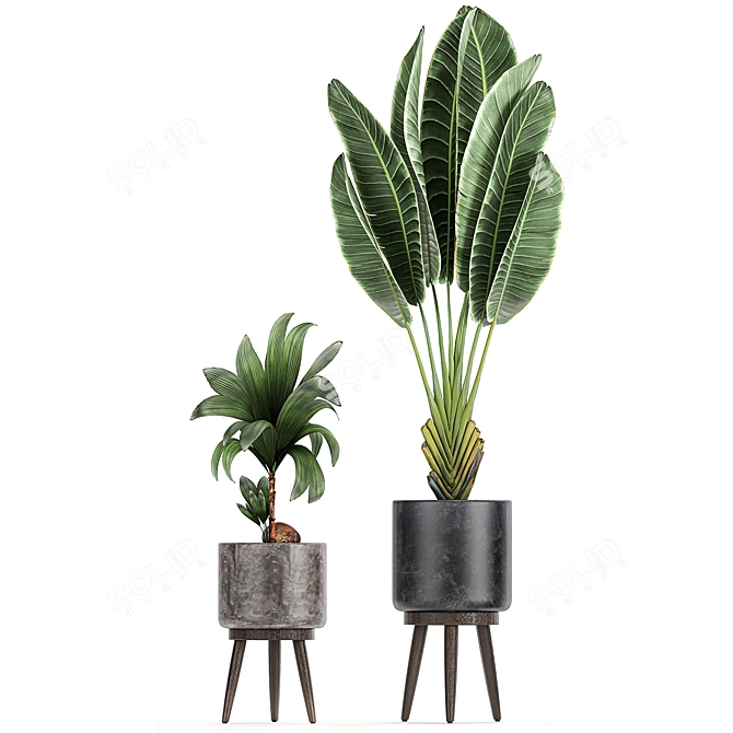 Exotic Plant Collection in Black Pots 3D model image 4