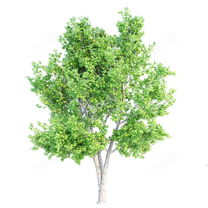 Luxury Maple Tree Duo V-Ray - 10m Height 3D model image 3