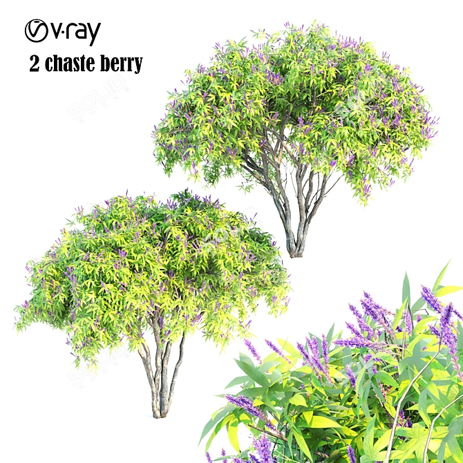 5m Tall Duo Chaste Berry Vray 3D model image 1