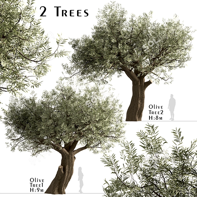 Mediterranean Olive Tree Trio 3D model image 1